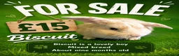 Mixed Breed rabbits for sale: Boy rabbits for sale - Advert 4