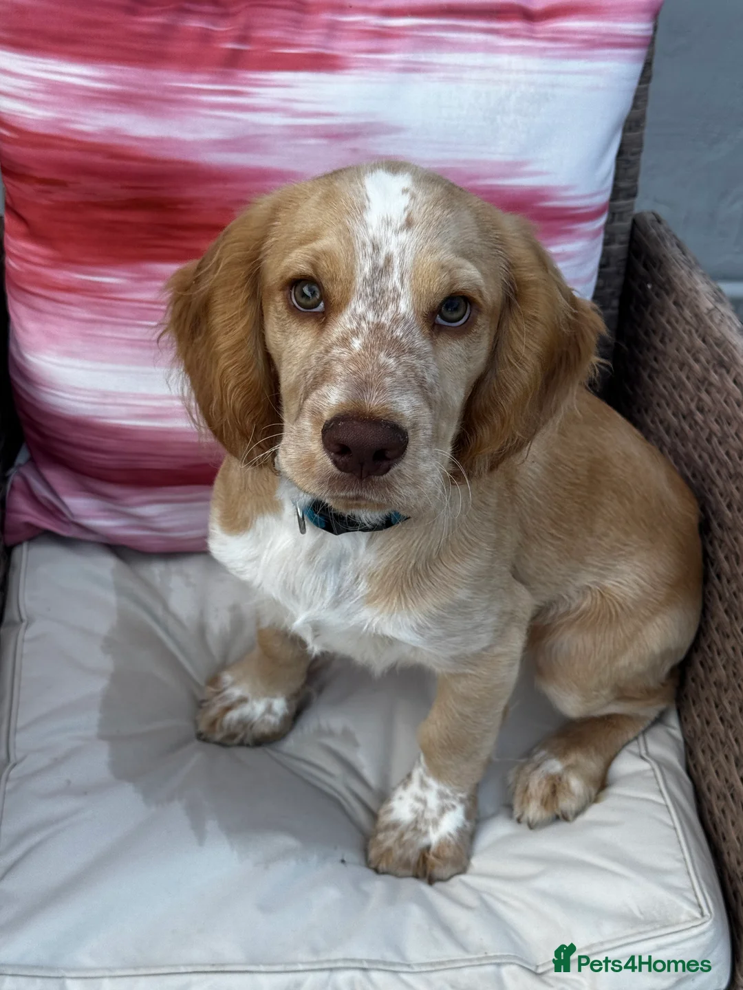 Cocker Spaniel dogs for sale: Beautiful Lemon Roan WCS - Advert 2