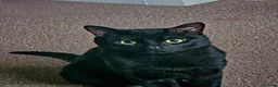 Domestic Shorthair cats for sale: Odin, male 5 yo - Advert 4