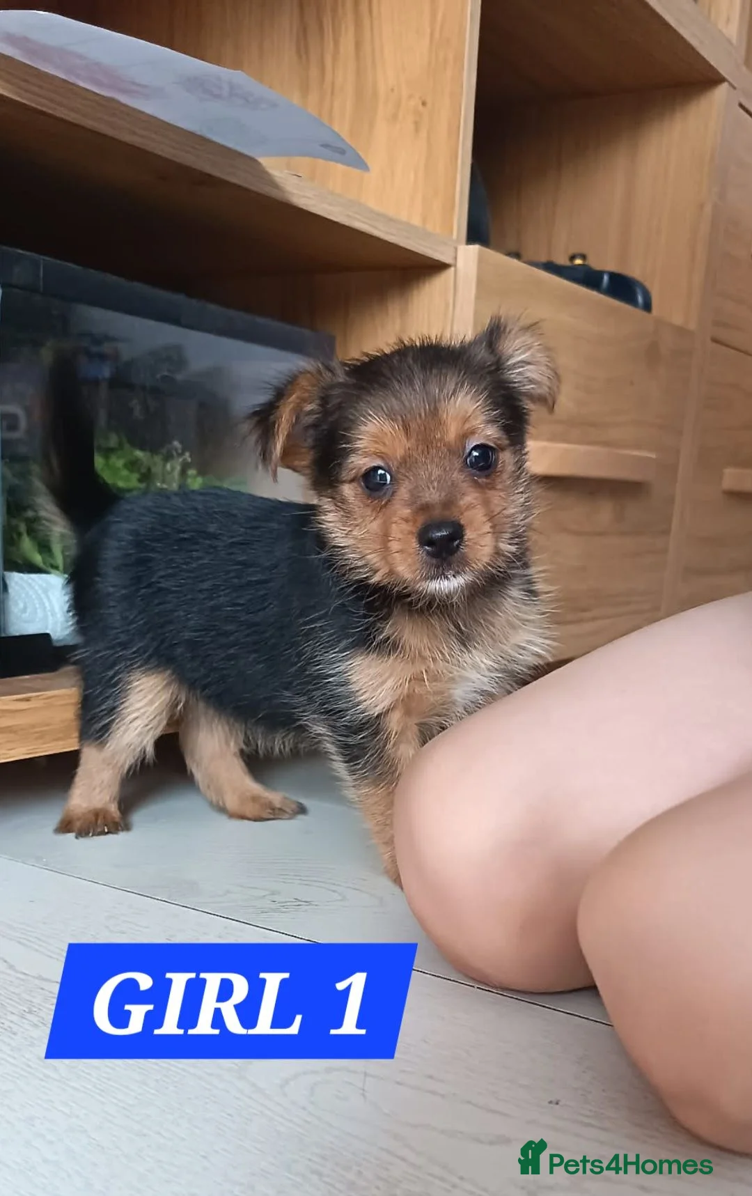 Mixed Breed dogs for sale: 3 Pome x yorkshire terrier puppies - Advert 11