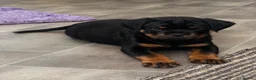 Rottweiler dogs for sale: ⭐️ Outstanding Rottweiler Puppies ⭐️ - Advert 10