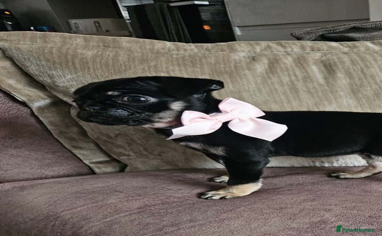 Pug dogs Beautiful kc registered pugs - Advert 4