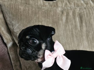 Pug dogs Beautiful kc registered pugs - Advert 3