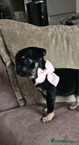 Pug dogs Beautiful kc registered pugs - Advert 4