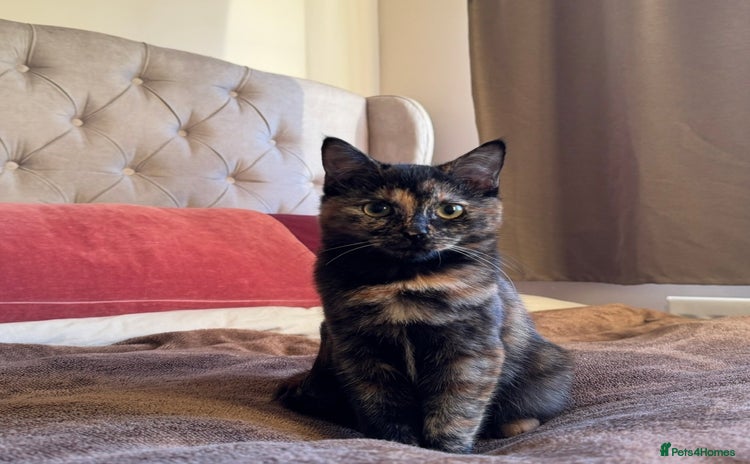 Mixed Breed cats Mixed, tortoise shell, ragdoll kittens - Advert 3