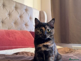 Mixed Breed cats Mixed, tortoise shell, ragdoll kittens - Advert 15