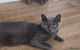 British Shorthair cats for sale: BRITISH SHORTHAIRED KITTENS FOR SALE - Image 7