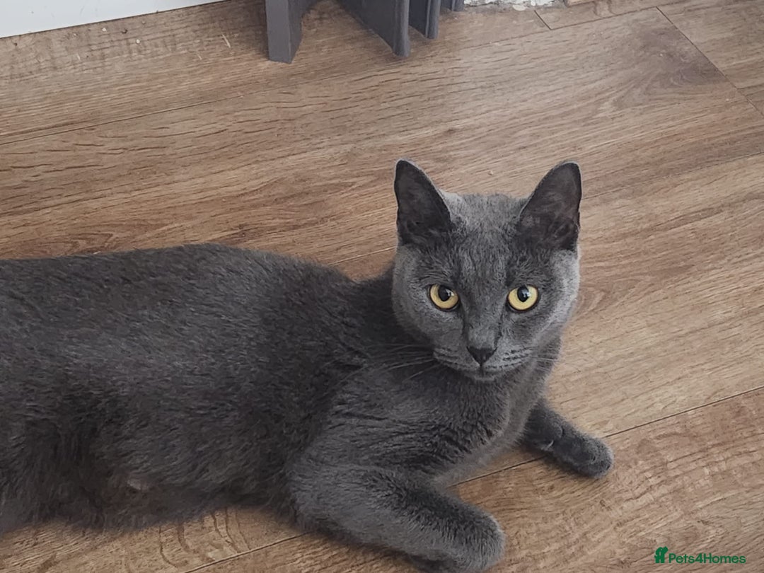 British Shorthair cats for sale: BRITISH SHORTHAIRED KITTENS FOR SALE - Image 7