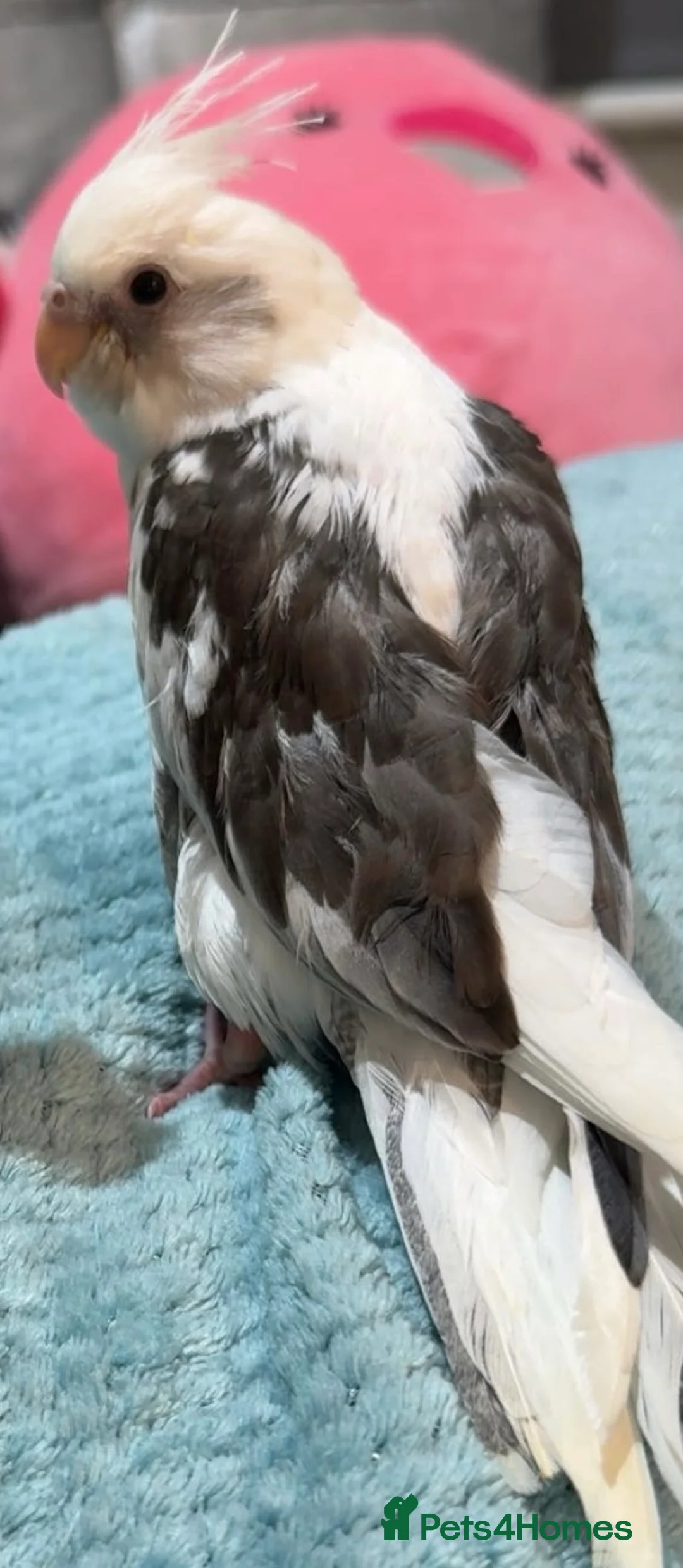 Cockatiels birds for sale: Baby Cockatiel for sale - £200 - Advert 2