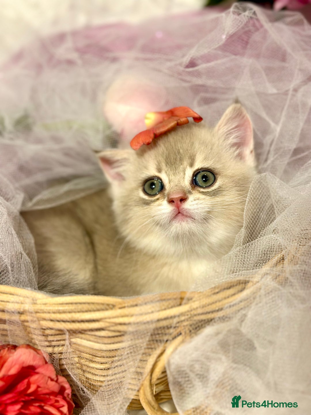 British Shorthair cats for sale: Two Blue Gold Boys  - Advert 8