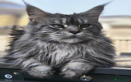 Maine Coon cats for sale: Merci lovely maine coon - Image 5