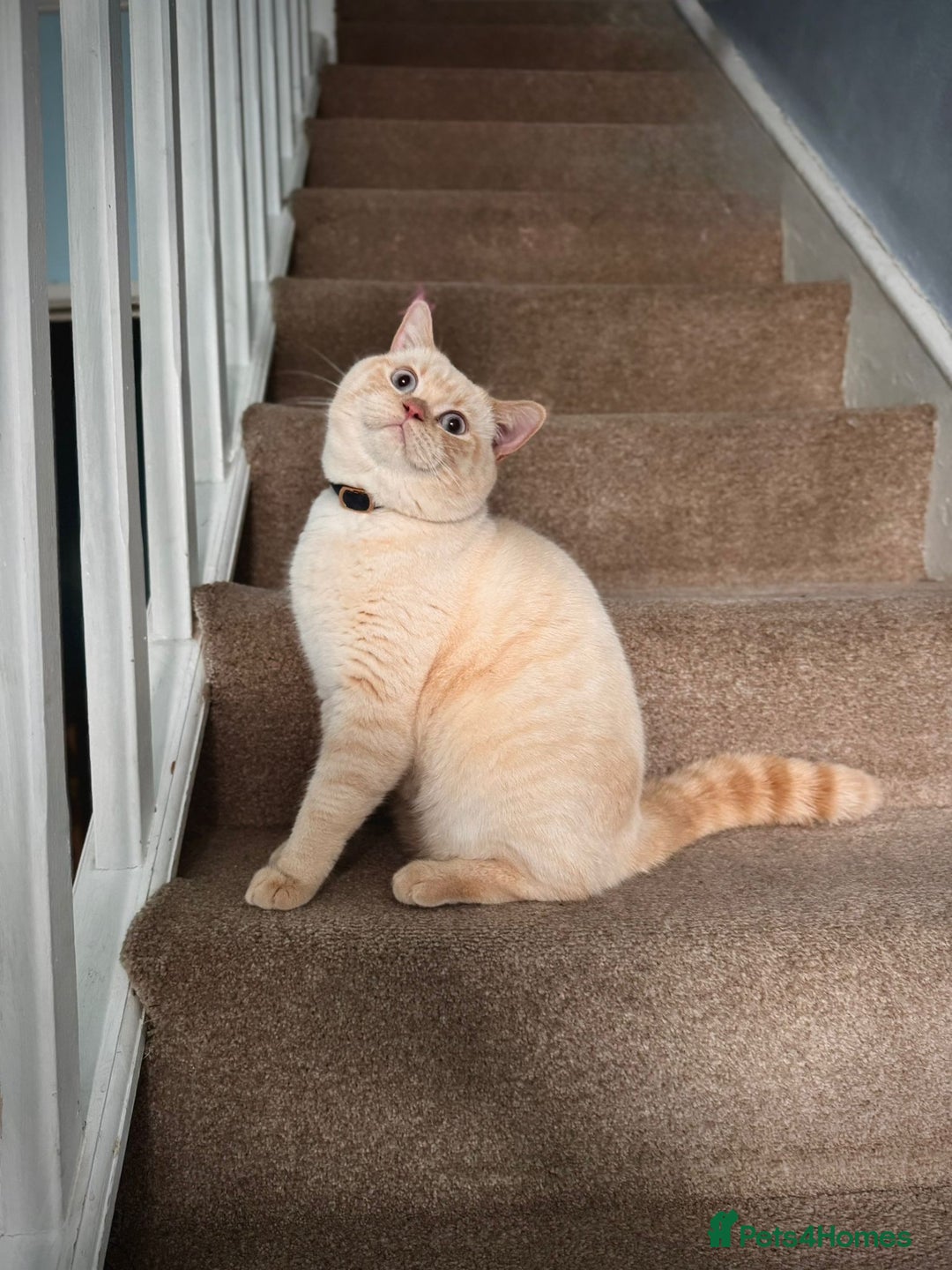 Scottish Fold cats for sale: Adorable Scottish Fold x British Shorthair Kitten - Image 8