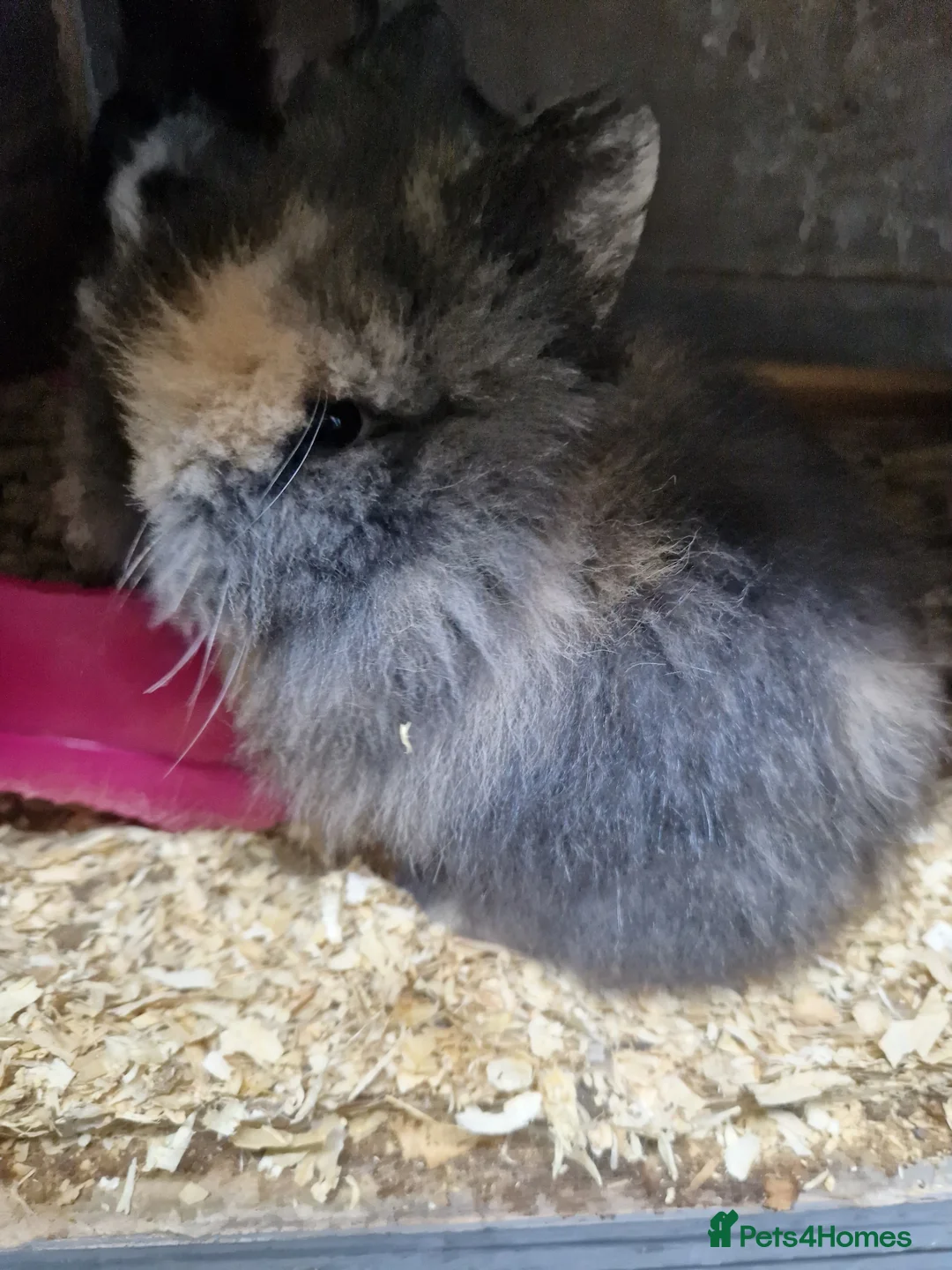 Lionhead rabbits for sale: Baby lionheads for sale - Advert 2