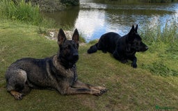 German Shepherd dogs for sale: Working Line German Shepherd Puppies - Cornwall - Image 2