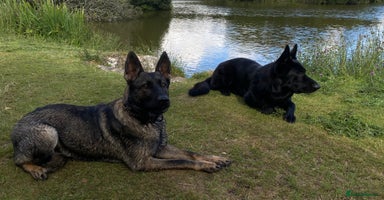 German Shepherd dogs - Advert 4