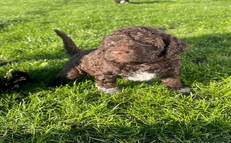 Lagotto Romagnolo dogs - Advert 1