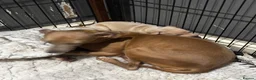 Italian Greyhound dogs for sale: Cream Boy Both Parents KC Registered & DNA tested  - Advert 2