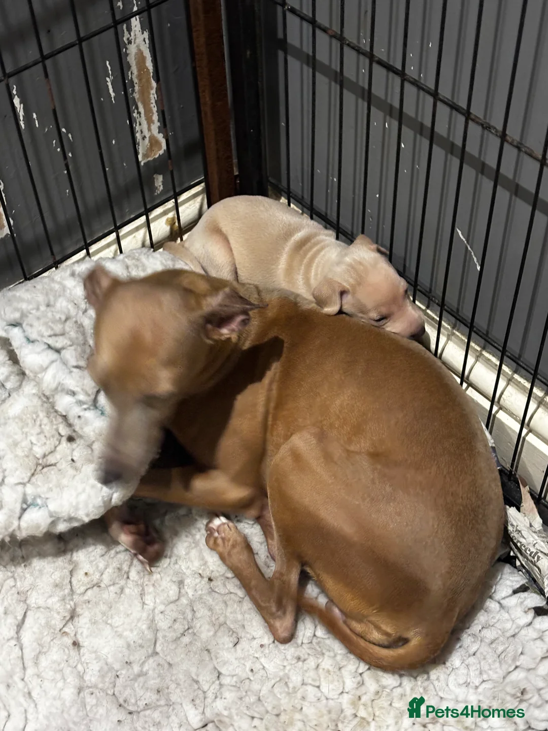 Italian Greyhound dogs for sale: Cream Boy Both Parents KC Registered & DNA tested  - Advert 2