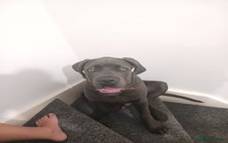Cane Corso dogs for sale: Cane corso Rex 5 months old  - Image 5