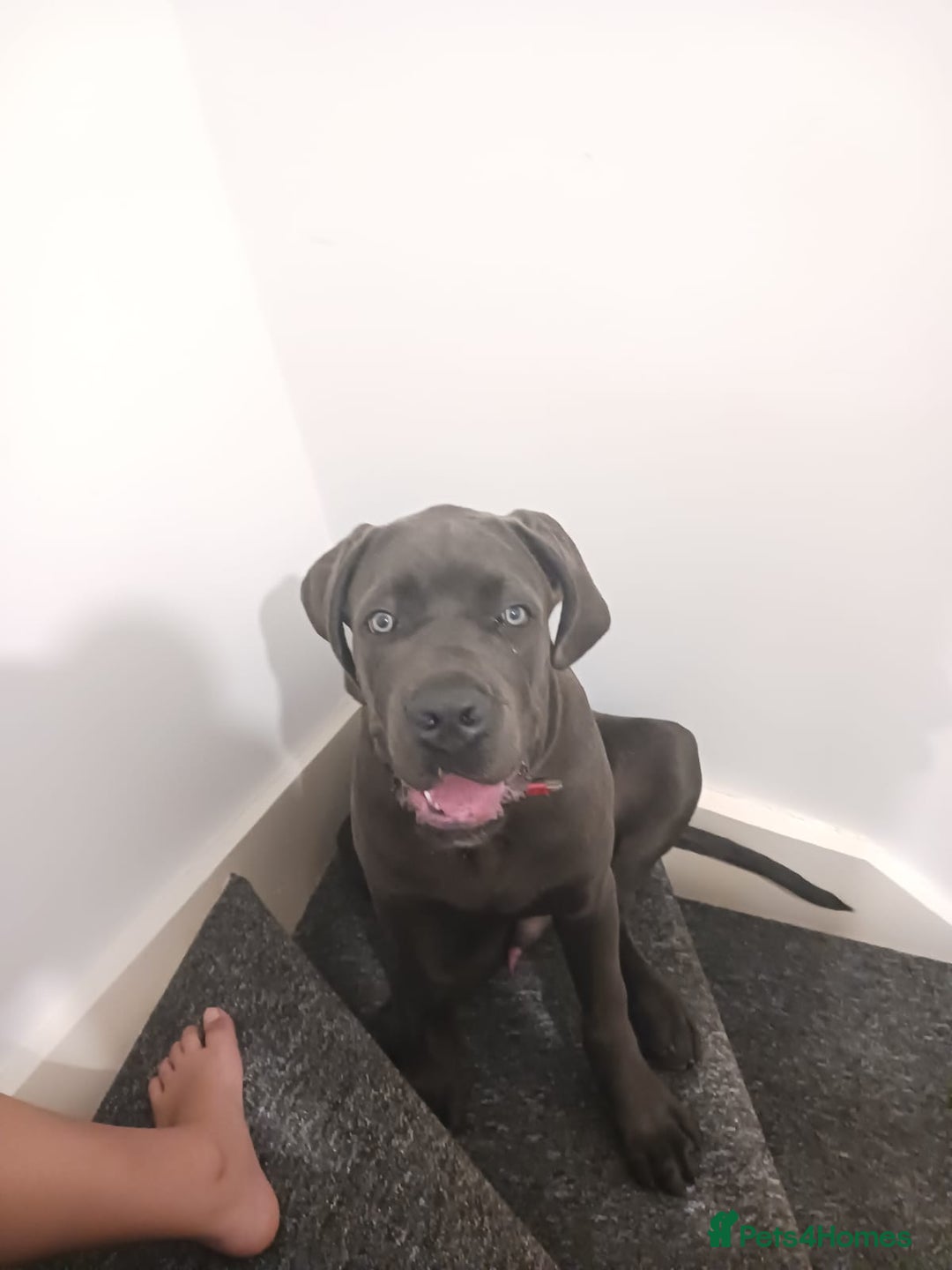 Cane Corso dogs for sale: Cane corso Rex 5 months old  - Image 5