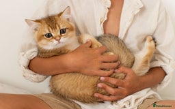 British Shorthair cats for sale: Ready now gorgeus Golden British SH male kitten - Image 2