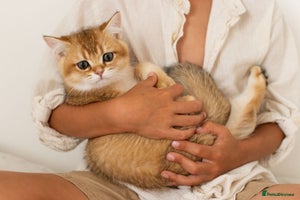 British Shorthair cats - Advert 11