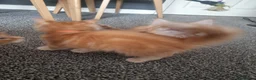 Maine Coon cats for sale: TICA REG. MAINE COON KITTENS  - Advert 23
