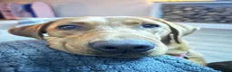 Labrador Retriever dogs for sale: Red fox Labrador  - Advert 5