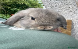 Mini Lop rabbits for sale: 3 mini lop bucks for sale  - Image 8