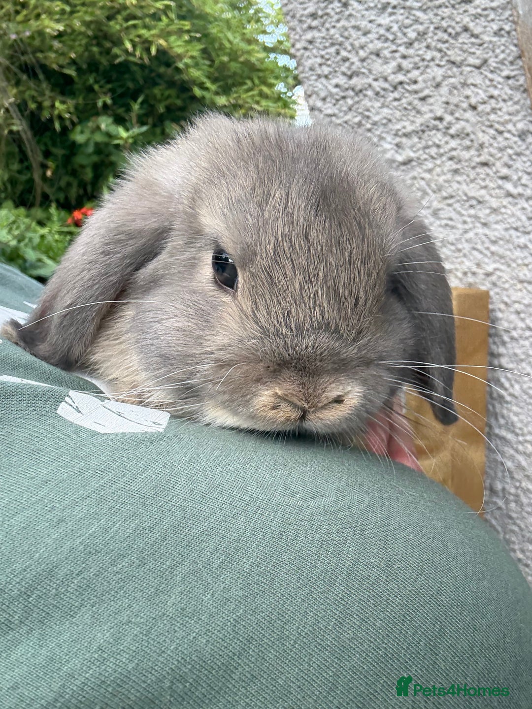 Mini Lop rabbits for sale: 3 mini lop bucks for sale  - Image 8