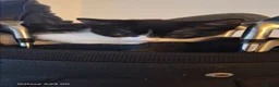Mixed Breed cats for sale: Adorable Tuxedo Kittens available to Forever homes - Advert 15