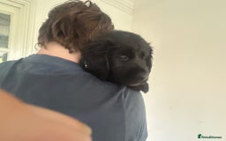 Labrador Retriever dogs for sale: Stunning Black Labrador Retriever Puppies in London - Image 10