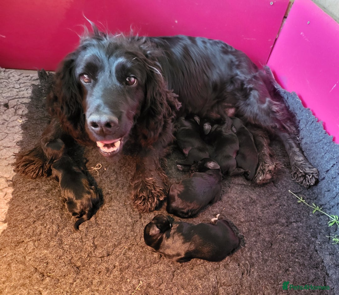Cocker Spaniel dogs for sale: Beautiful Working Cocker Puppies - Image 20
