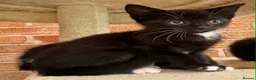 Mixed Breed cats for sale: Kittens  - Advert 11