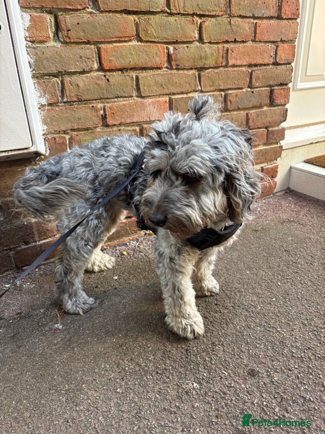 Cockapoo dogs for sale: Cockapoo Milan age 1  - Advert 4