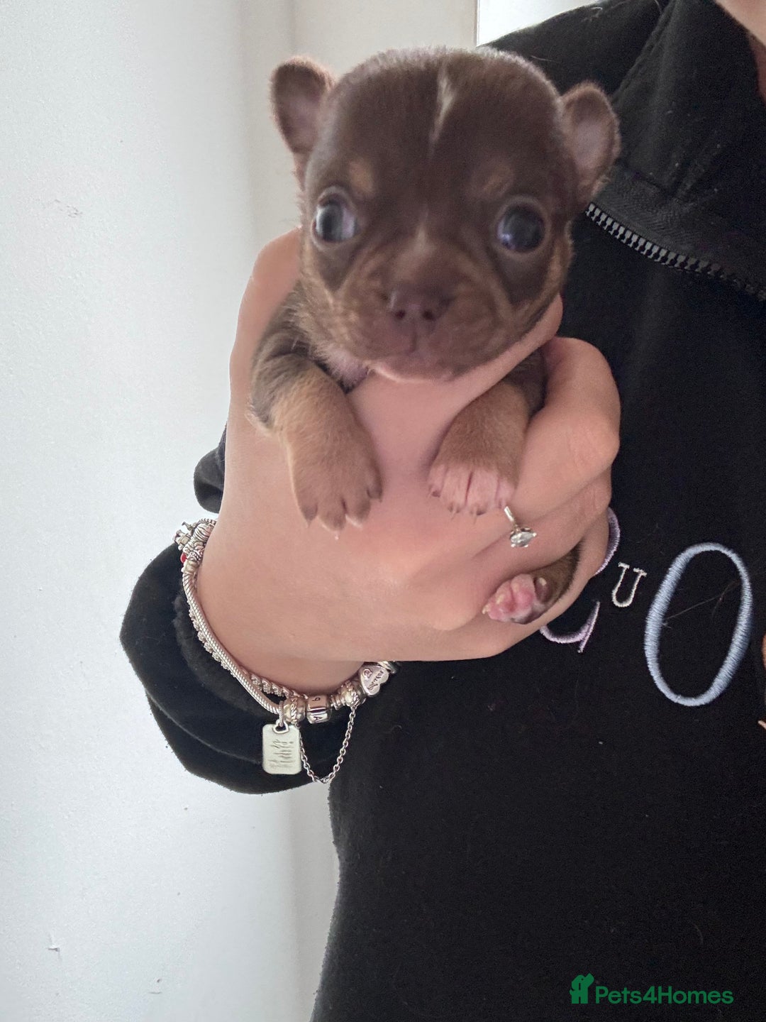 Chihuahua dogs for sale: Tri coloured male chihuahua ready to leave - Advert 5