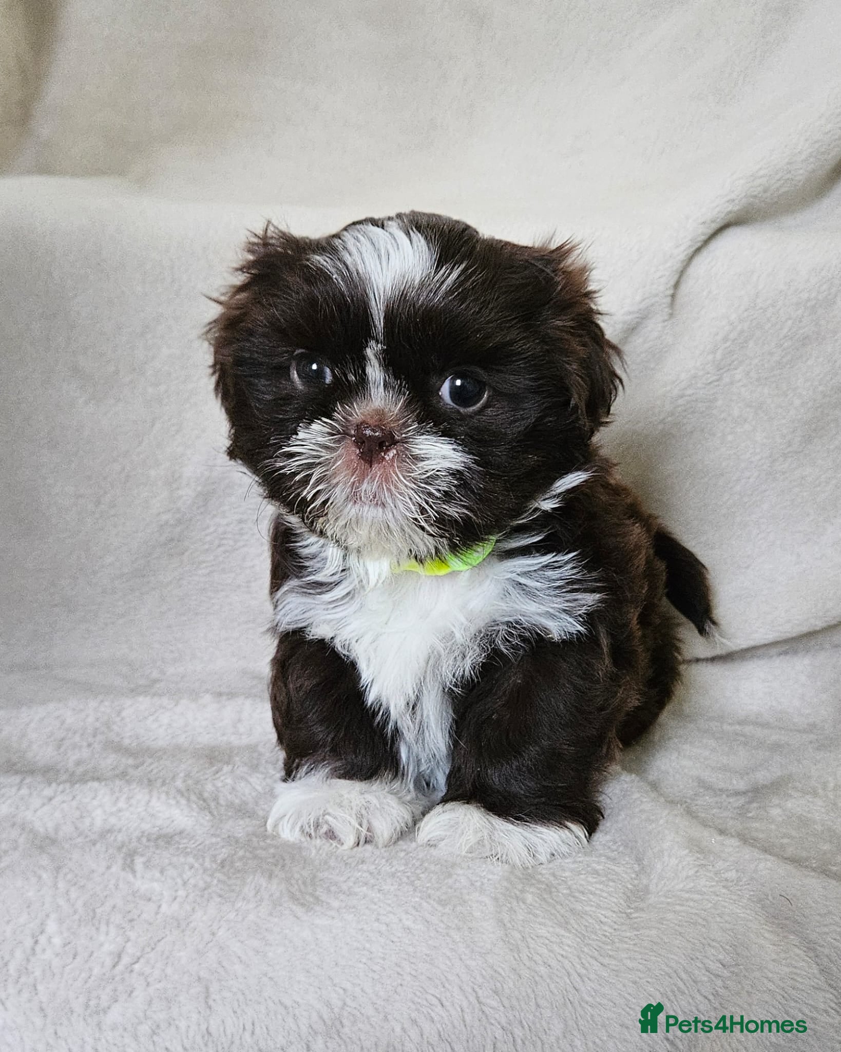 Shih Tzu dogs Chocolate Karishishi imperial girls - Advert 5