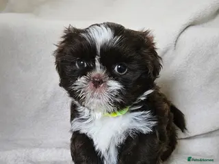 Shih Tzu dogs Chocolate Karishishi imperial girls - Advert 5