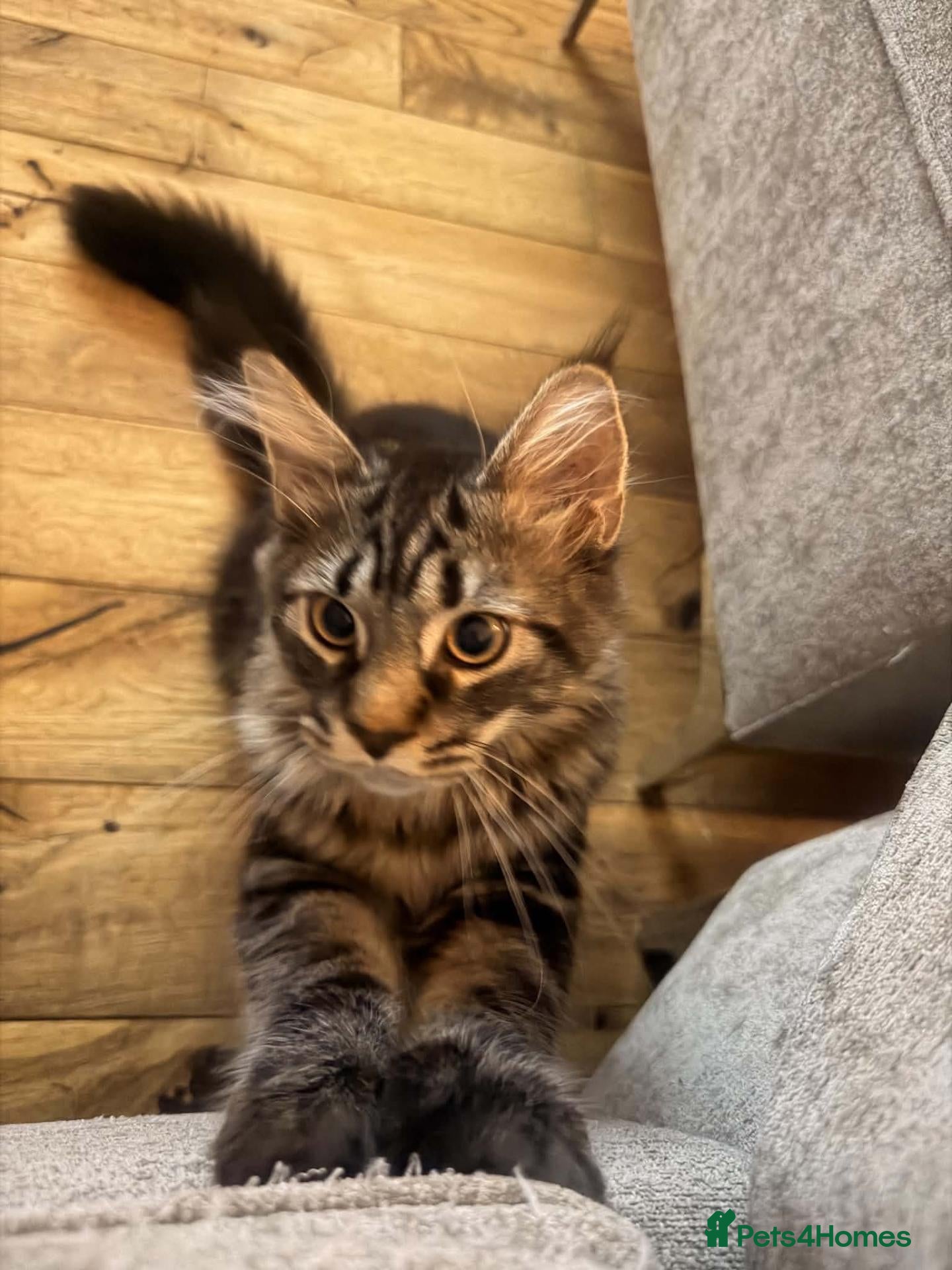Maine Coon cats Ready now adorable maine coon Kittens 2 boys - Advert 1