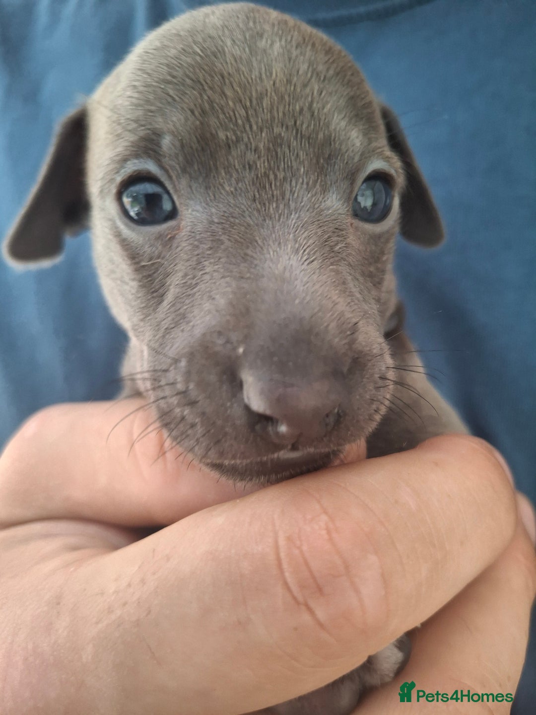Italian Greyhound dogs for sale: Classic Italian greyhound babies  - Image 5
