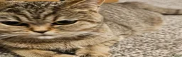 British Shorthair cats for sale: Active, gccf and tica registeted queen - Advert 4