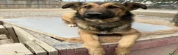 Mixed Breed dogs for adoption: Ted (German Shepherd mix) in Chesterfield - Advert 9