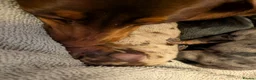 Miniature Dachshund dogs for sale: Beautiful Miniature Dachshunds  - Advert 2