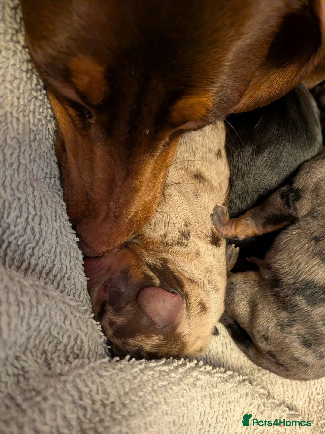 Miniature Dachshund dogs for sale: Beautiful Miniature Dachshunds  - Advert 2