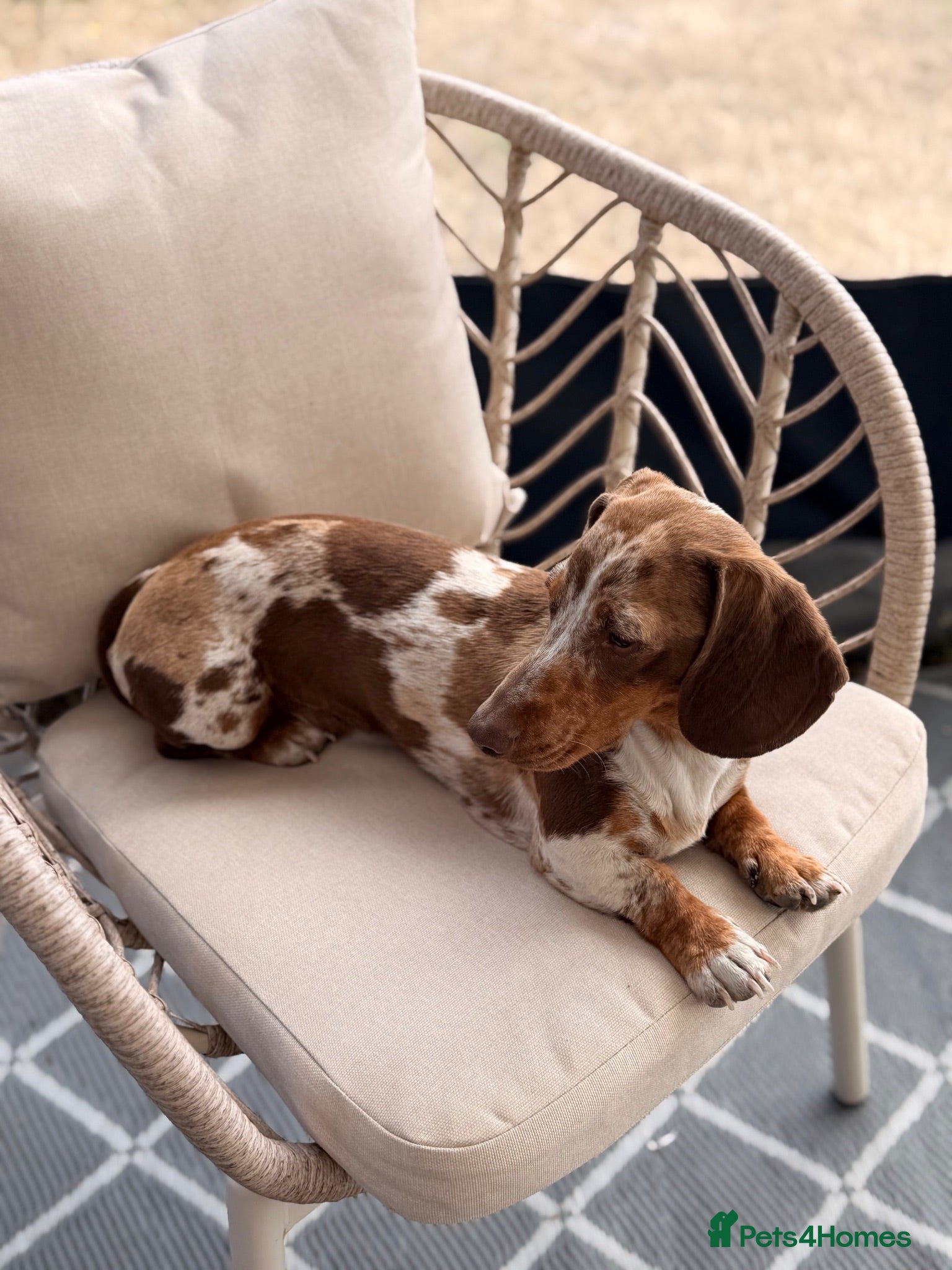 Miniature Dachshund dogs 🤎🐾 STUNNING MINIATURE CHOCOLATE DAPPLE & TAN - Advert 15