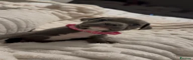 Staffordshire Bull Terrier Puppy 5