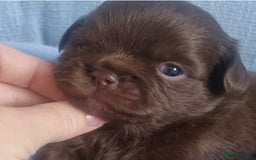 Chihuahua dogs for sale: Beautiful chocolate long coat chihuahuas - Image 5