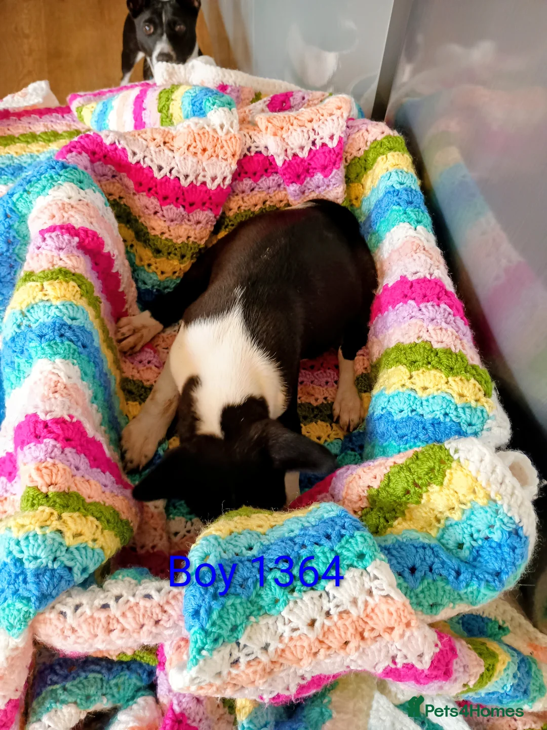 Basenji dogs for sale: Top quality lines pedigree Basenji pups.Ready now. - Advert 17