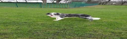 Border Collie dogs for stud: *proven* health tested working merle border collie in Leeds - Advert 15