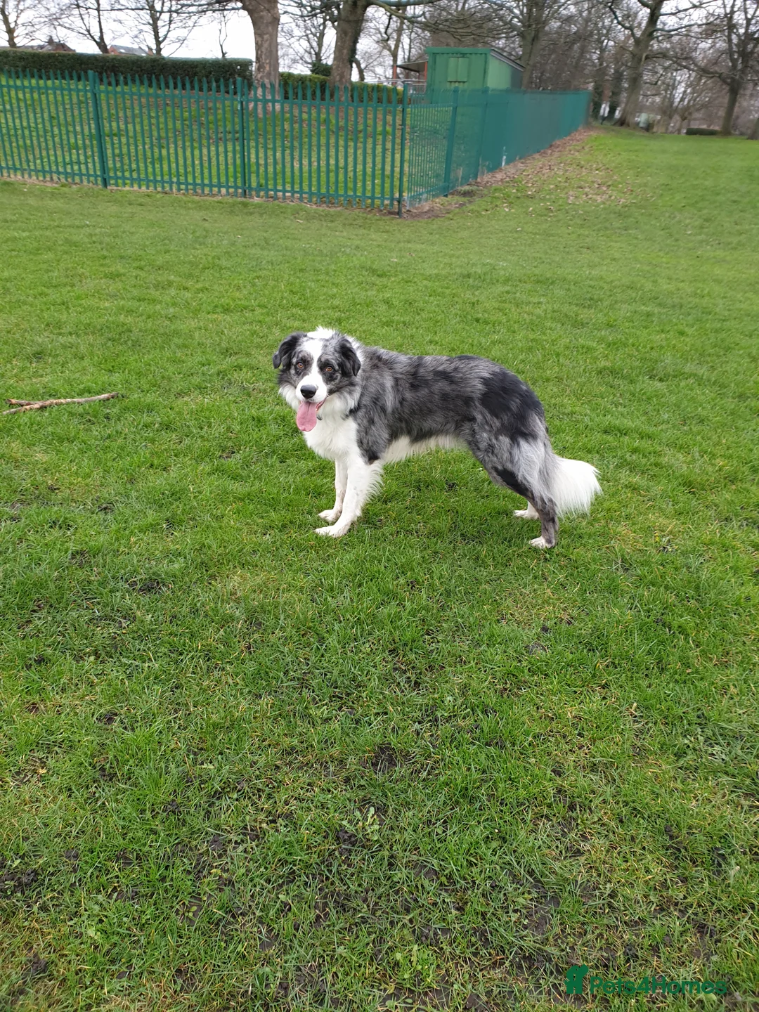 Border Collie dogs for stud: *proven* health tested working merle border collie in Leeds - Advert 15